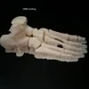 مدل سه بعدی پای زن