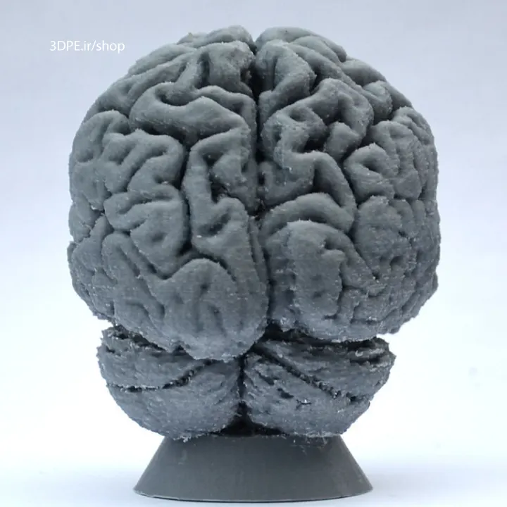 مدل سه بعدی مغز