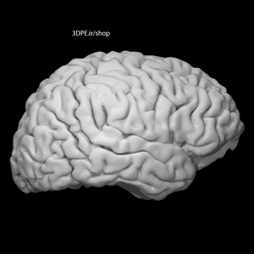 فایل سه بعدی مغز انسان