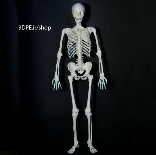 مدل سه بعدی اسکلت انسان