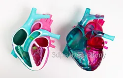 آناتومی رنگی قلب انسان با چاپ سه بعدی پلی جت